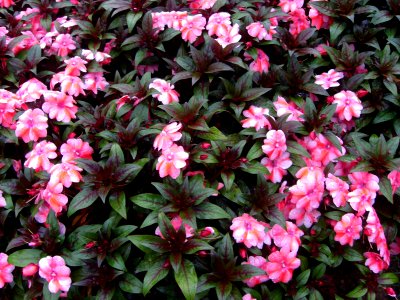 Pink flowers Dalat