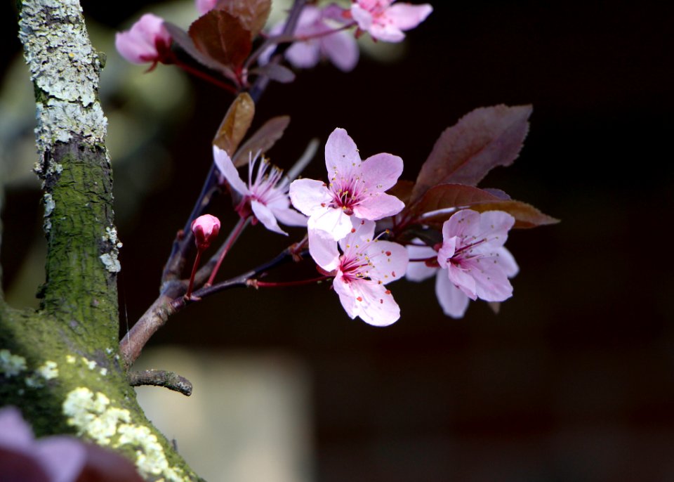 Pink Flowers (206788687)