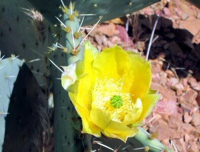 Bloom thorn arizona photo