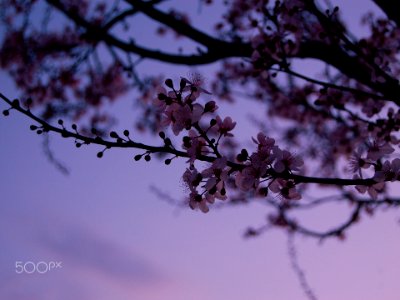 Pink Nature (152881075)