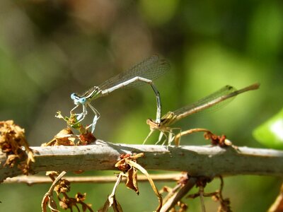 Couple insects mating insect intercourse photo
