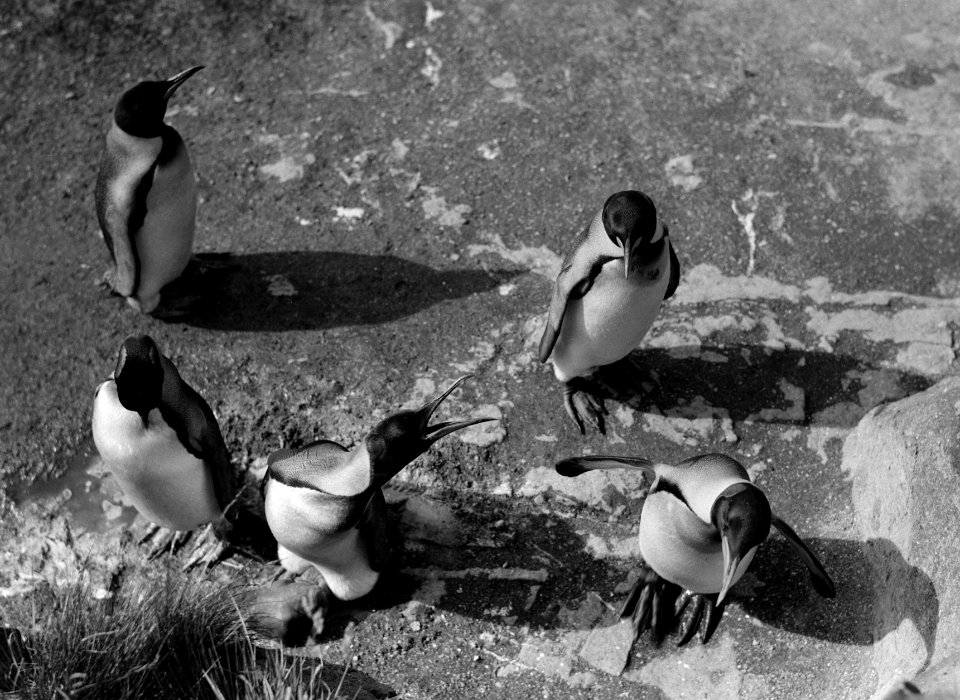 Pinguins, Bestanddeelnr 254-5630