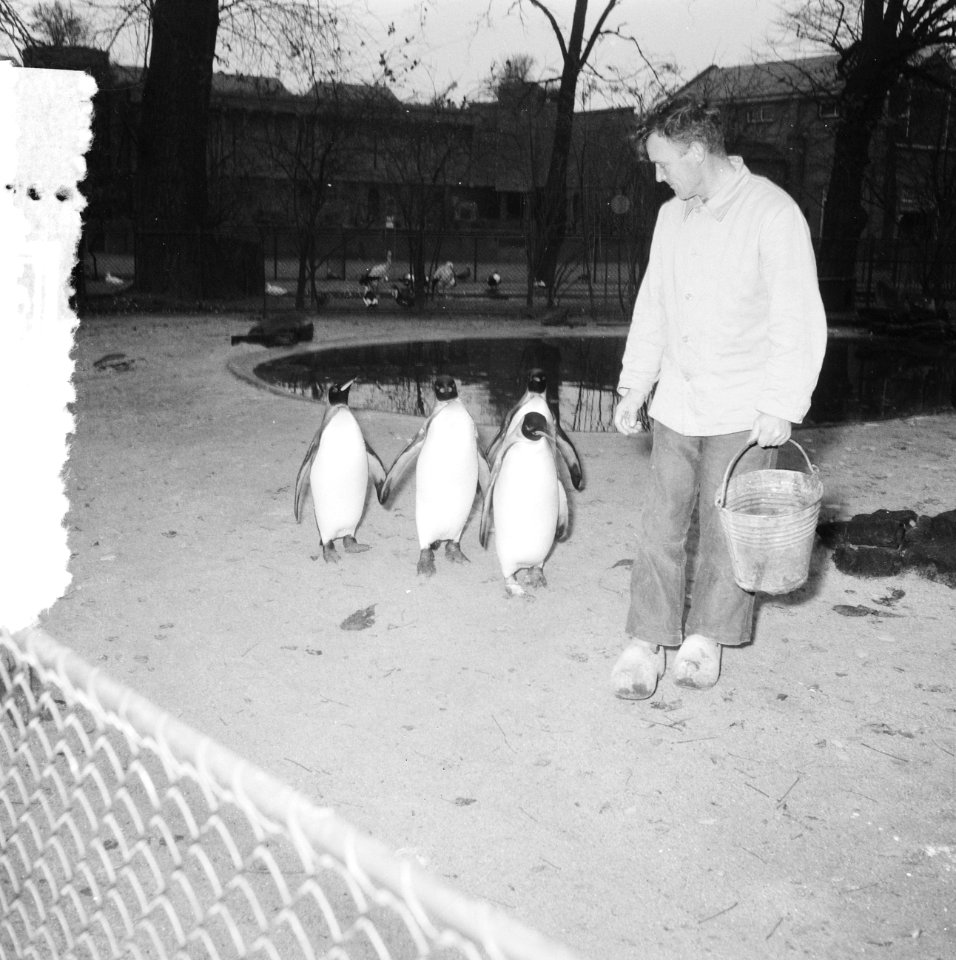 Pinguins in Artis, Bestanddeelnr 934-6046