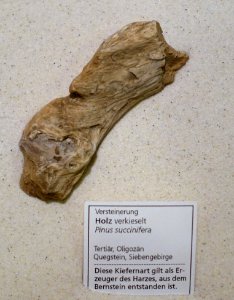 Pinus succinifera - Naturhistorisches Museum, Braunschweig, Germany - DSC05266