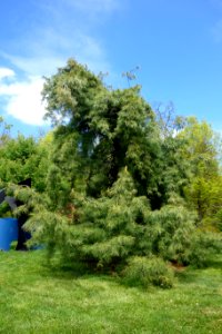 Pinus strobus cv. pendula - Morris Arboretum - DSC00521