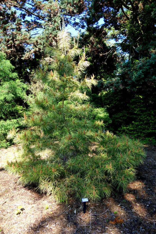 Pinus densiflora 'Stupka's Sunburst' - Stanley M. Rowe Arboretum - DSC03332
