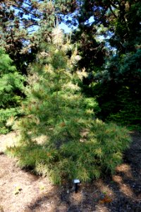 Pinus densiflora 'Stupka's Sunburst' - Stanley M. Rowe Arboretum - DSC03332