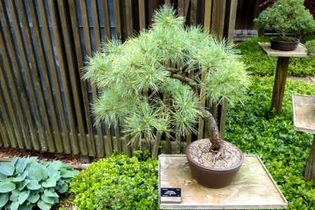 Pinus strobus bonsai - Dawes Arboretum - DSC03007