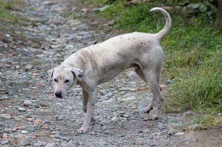 Portrait animal finlandia