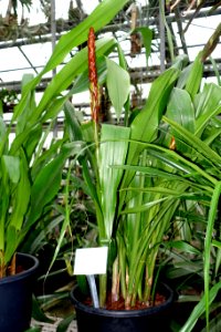 Pitcairnia atrorubens - Botanischer Garten - Heidelberg, Germany - DSC01236