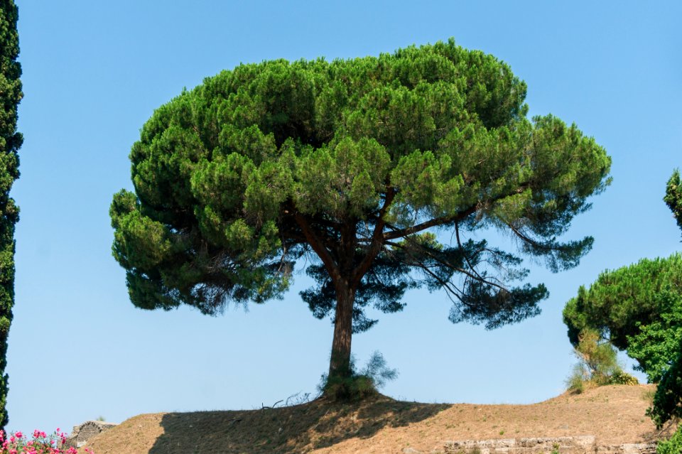 Pinus pinea Pompeii