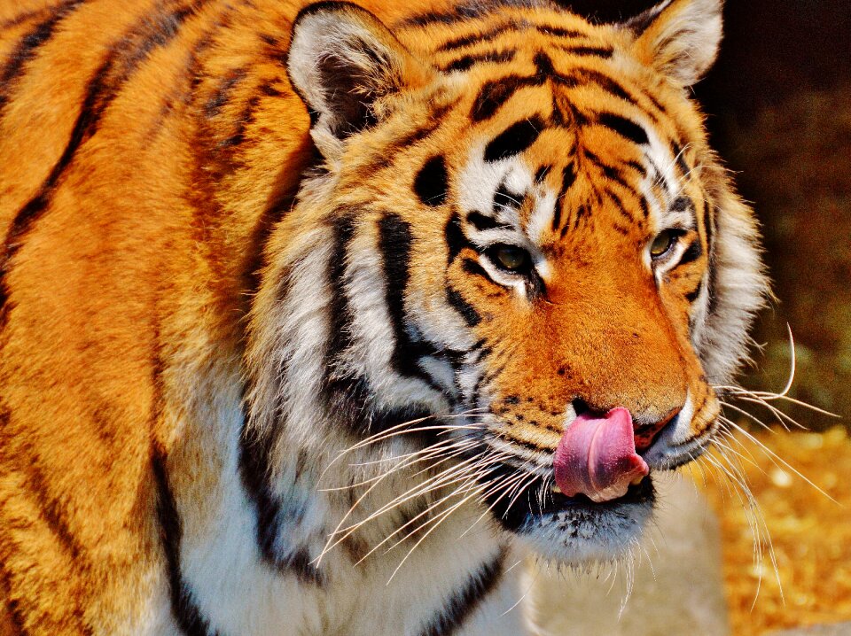 Beautiful dangerous big cat