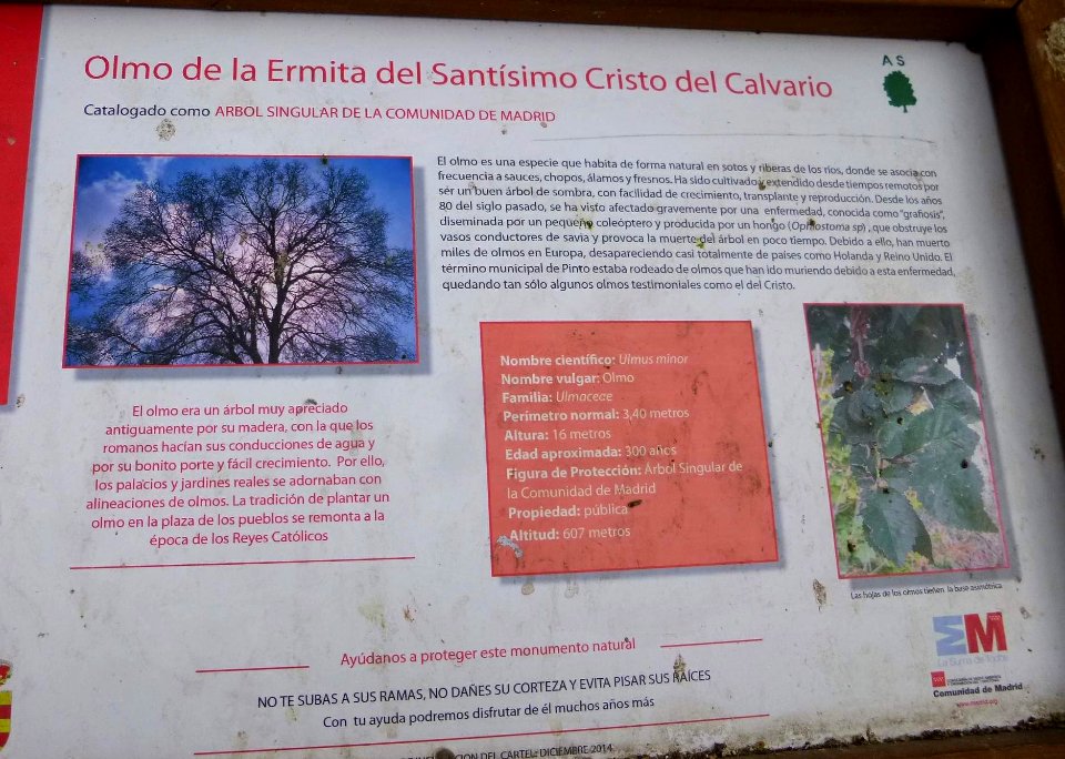 Pinto - Olmo de la Ermita del Cristo el Calvario 1