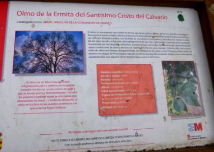 Pinto - Olmo de la Ermita del Cristo el Calvario 1