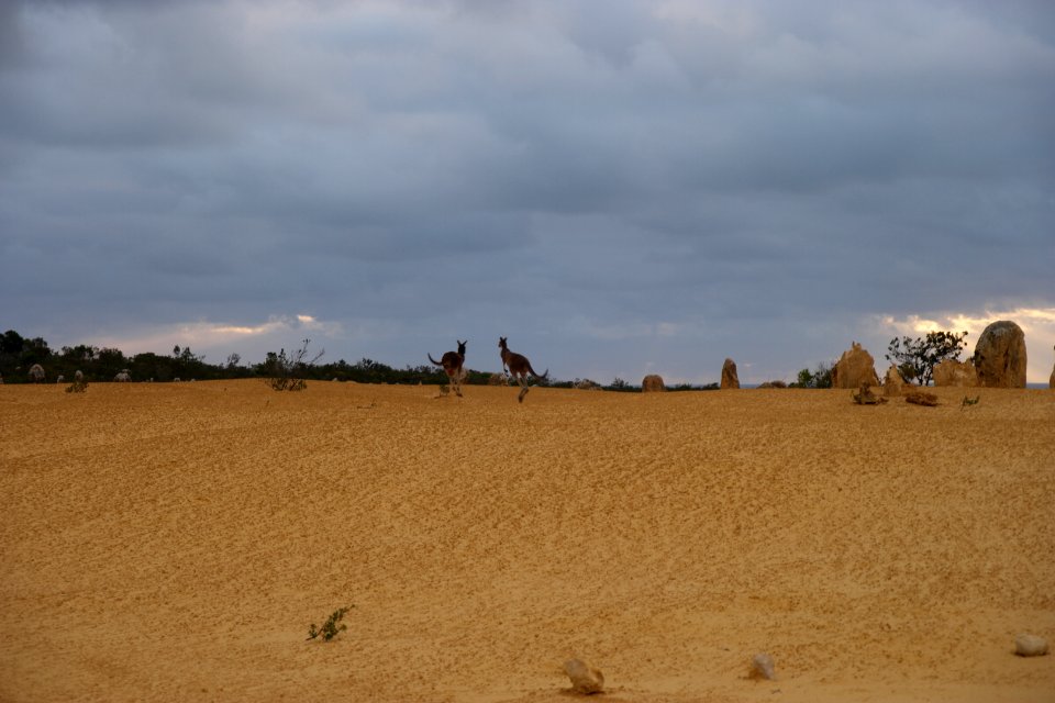 Pinnacles Desert, Nambung National Park, Western Australia 27