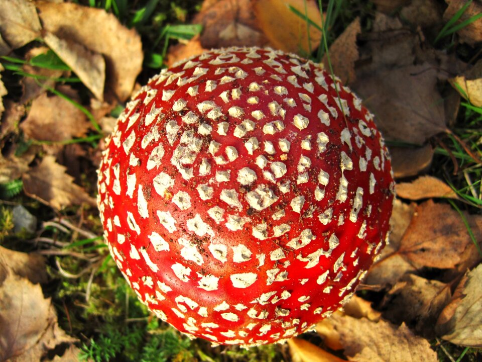 Amanita muscaria fungal species red