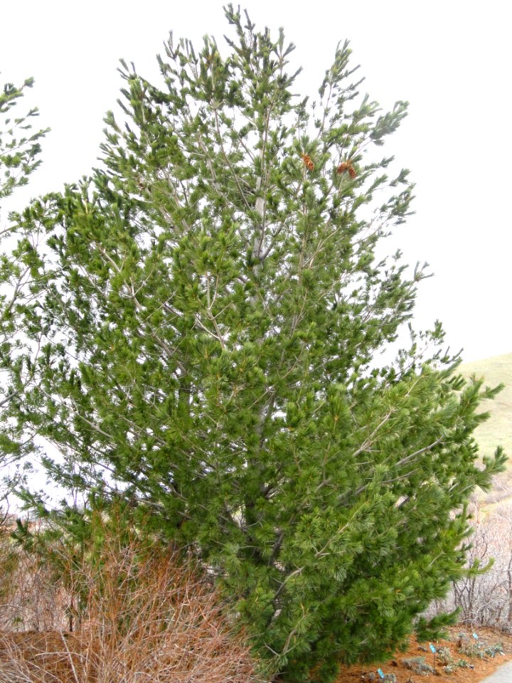 Pinus reflexa - Red Butte Garden and Arboretum - DSC07520