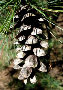 Pinus peuce - Stanley M. Rowe Arboretum - DSC03381