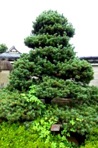 Pinus parviflora - Morioka, Iwate - DSC04180