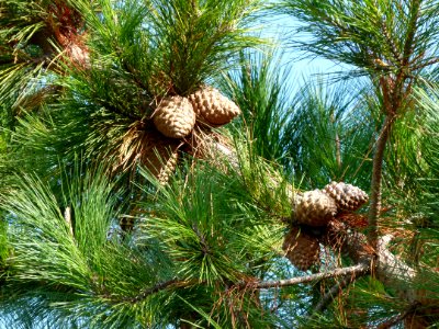 Pinus radiata Montjuic