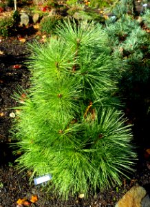 Pinus resinosa 'Pillnitz' - Oregon Garden - Silverton, Oregon - DSC00293
