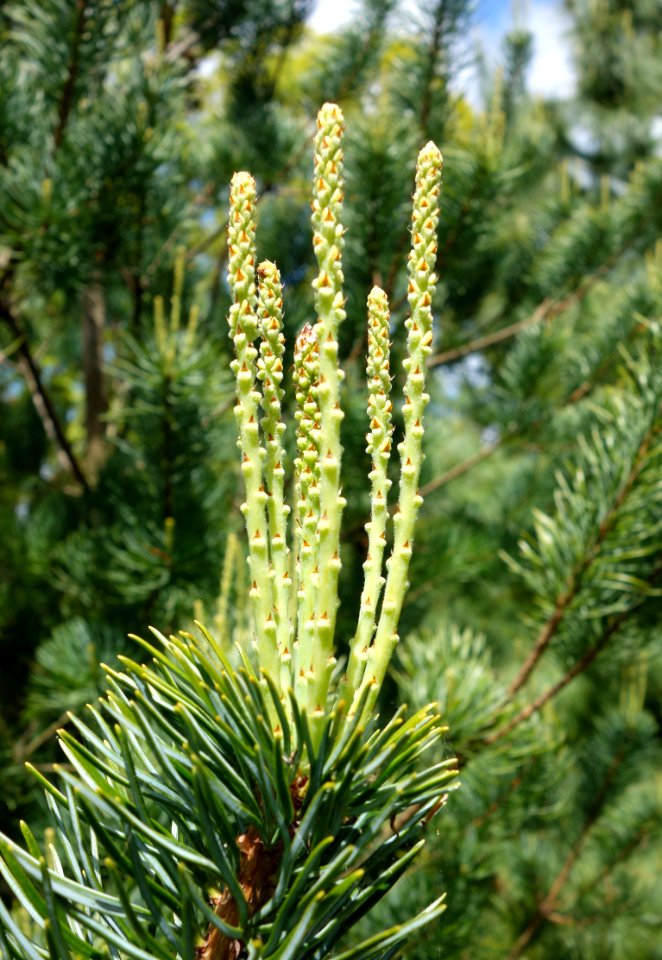 Pinus wangii subsp kwangtungensis - Morris Arboretum - DSC00386