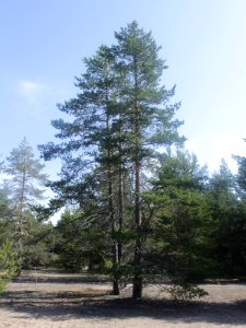 Pinus sylvestris Simo, Finland 22.06.2013