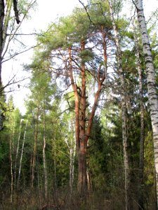 Pinus sylvestris 5756