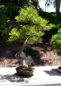 Pinus thunbergii bonsai photo