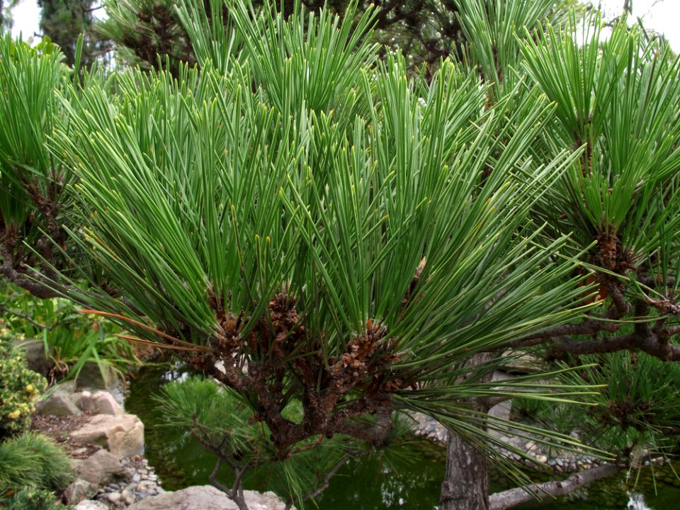 Pinus thunbergii, San Diego Zoo