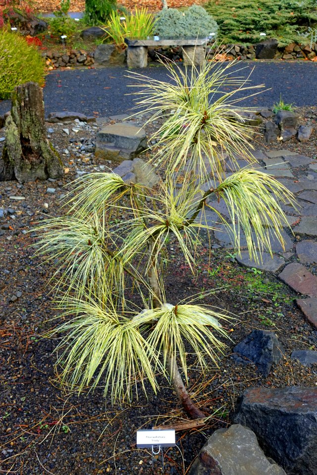 Pinus wallichiana 'Frosty' - Oregon Garden - Silverton, Oregon - DSC00280