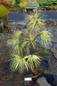 Pinus wallichiana 'Frosty' - Oregon Garden - Silverton, Oregon - DSC00280