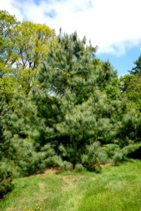 Pinus wallichiana - Morris Arboretum - DSC00391