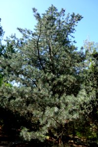Pinus flexilis 'Vanderwolf's Pyramid' - Stanley M. Rowe Arboretum - DSC03304
