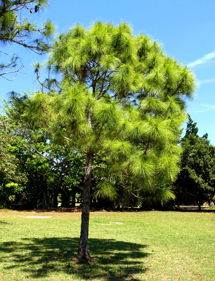 Pinus elliottii - Fruit and Spice Park - Homestead, Florida - DSC09151