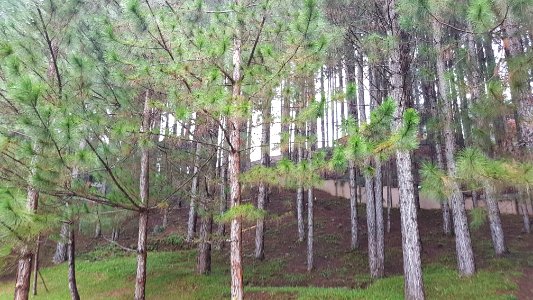 Pinus kesiya (Benguet pine) in Dahilayan, Bukidnon 2