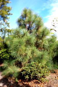 Pinus engelmannii - Mendocino Coast Botanical Gardens - DSC02014