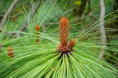 Pinus montezumae - Hillier Gardens - Romsey, Hampshire, England - DSC04451