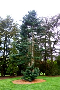 Pinus koraiensis - Longwood Gardens - DSC00719