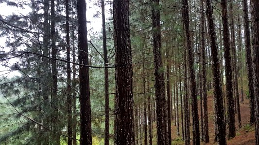 Pinus kesiya (Benguet pine) in Dahilayan, Bukidnon 3