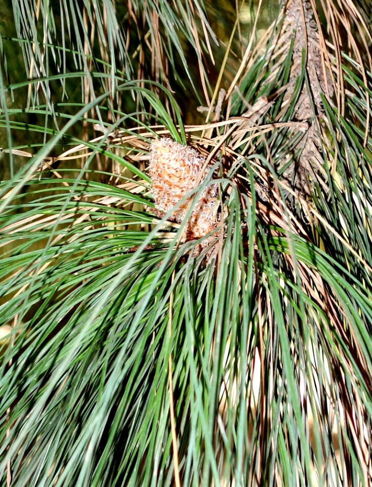Pinus canariensis - Leaning Pine Arboretum - DSC05848