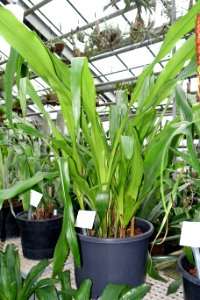 Pitcairnia atrorubens - Botanischer Garten - Heidelberg, Germany - DSC01238