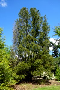 Pinus bungeana 'Rowe Arboretum' - Stanley M. Rowe Arboretum - DSC03404