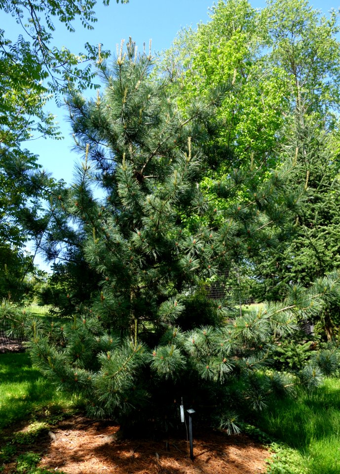 Pinus koraiensis 'Morris Blue' - Stanley M. Rowe Arboretum - DSC03393