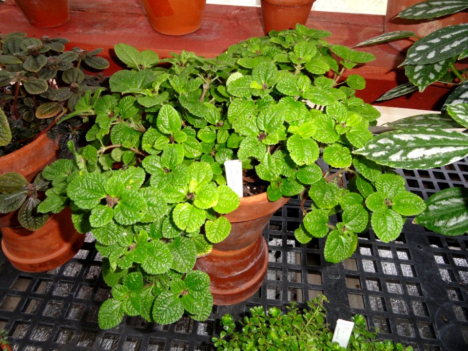 Pilea involucrata - Talcott Greenhouse - Mount Holyoke College - DSC04537