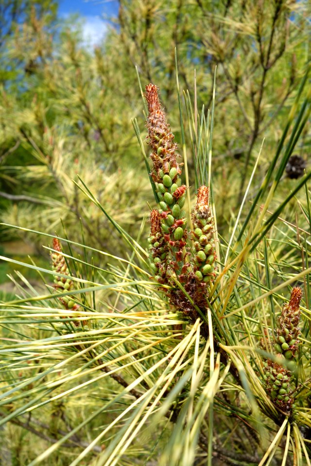 Pinus densiflora 'Oculus-Draconis' - Morris Arboretum - DSC00519