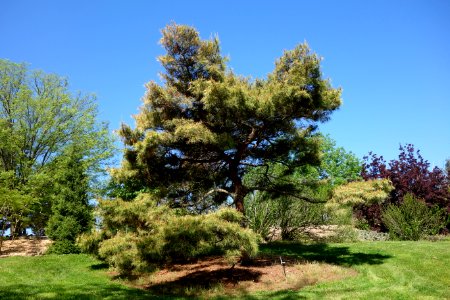 Pinus densiflora 'Oculus Draconis' - Stanley M. Rowe Arboretum - DSC03374
