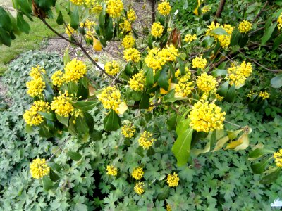 Pittosporum brevicalyx - Botanischer Garten Freiburg - DSC06388