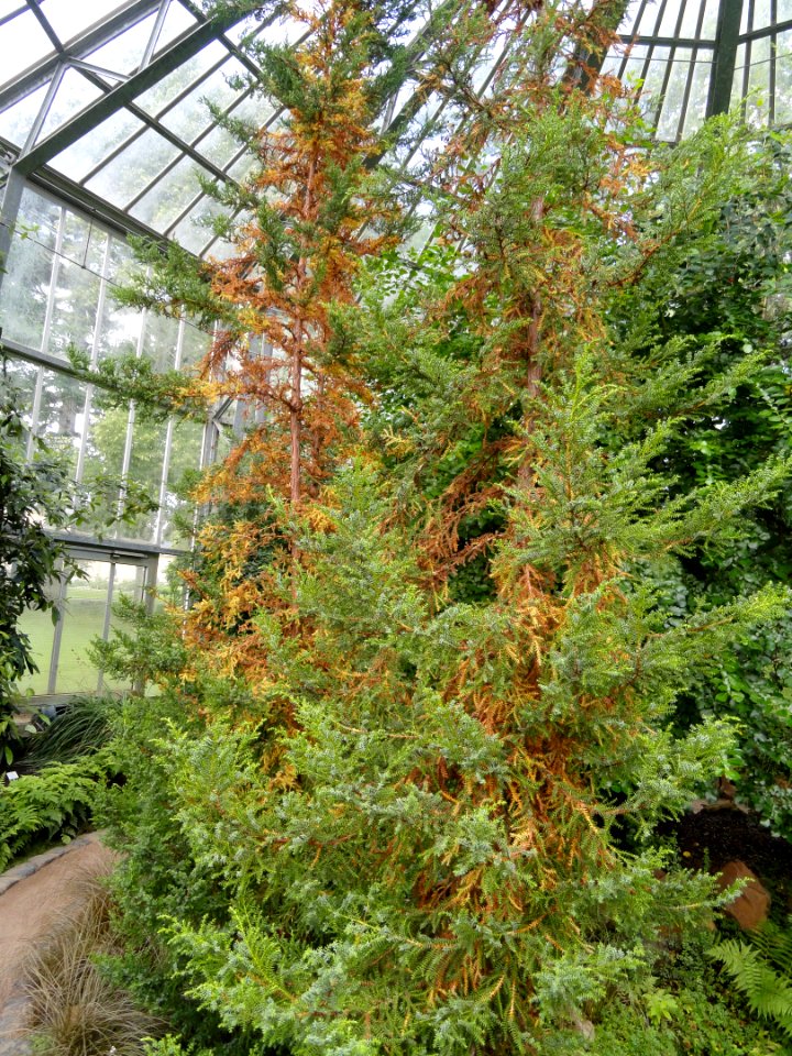 Pilgerodendron uviferum - Palmengarten Frankfurt - DSC01937