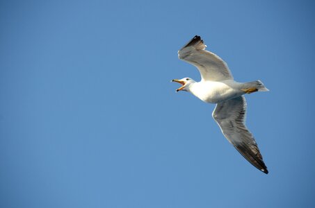 Squawk fly wings photo